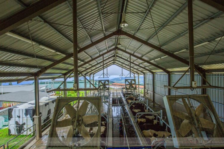 Desa Cattle Dairy Farm travel guidebook must visit attractions in
