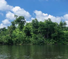 Madagui Forest