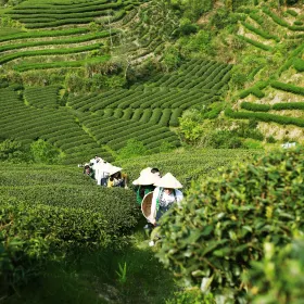Bantianyao Ecological Tea Garden