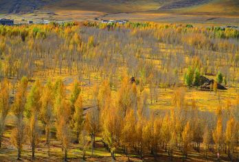 Grand Poplar Forest in Daocheng County Popular Attractions Photos