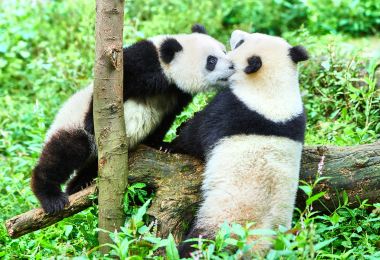 Bifengxia Panda Reserve 명소 인기 사진