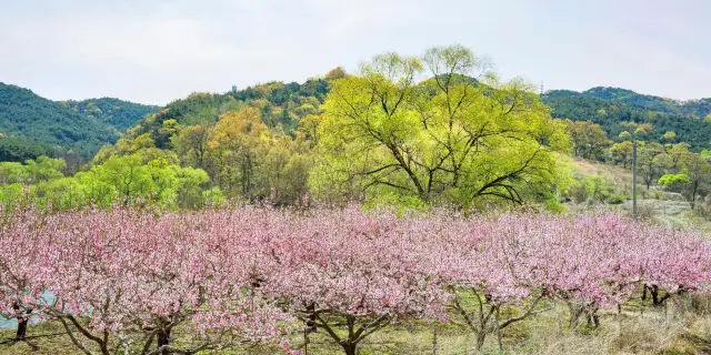 22桃花島熱門推薦活動 桃花島旅遊攻略 桃花島人氣推介景點門票 酒店 好去處 餐飲及餐廳 Trip Com