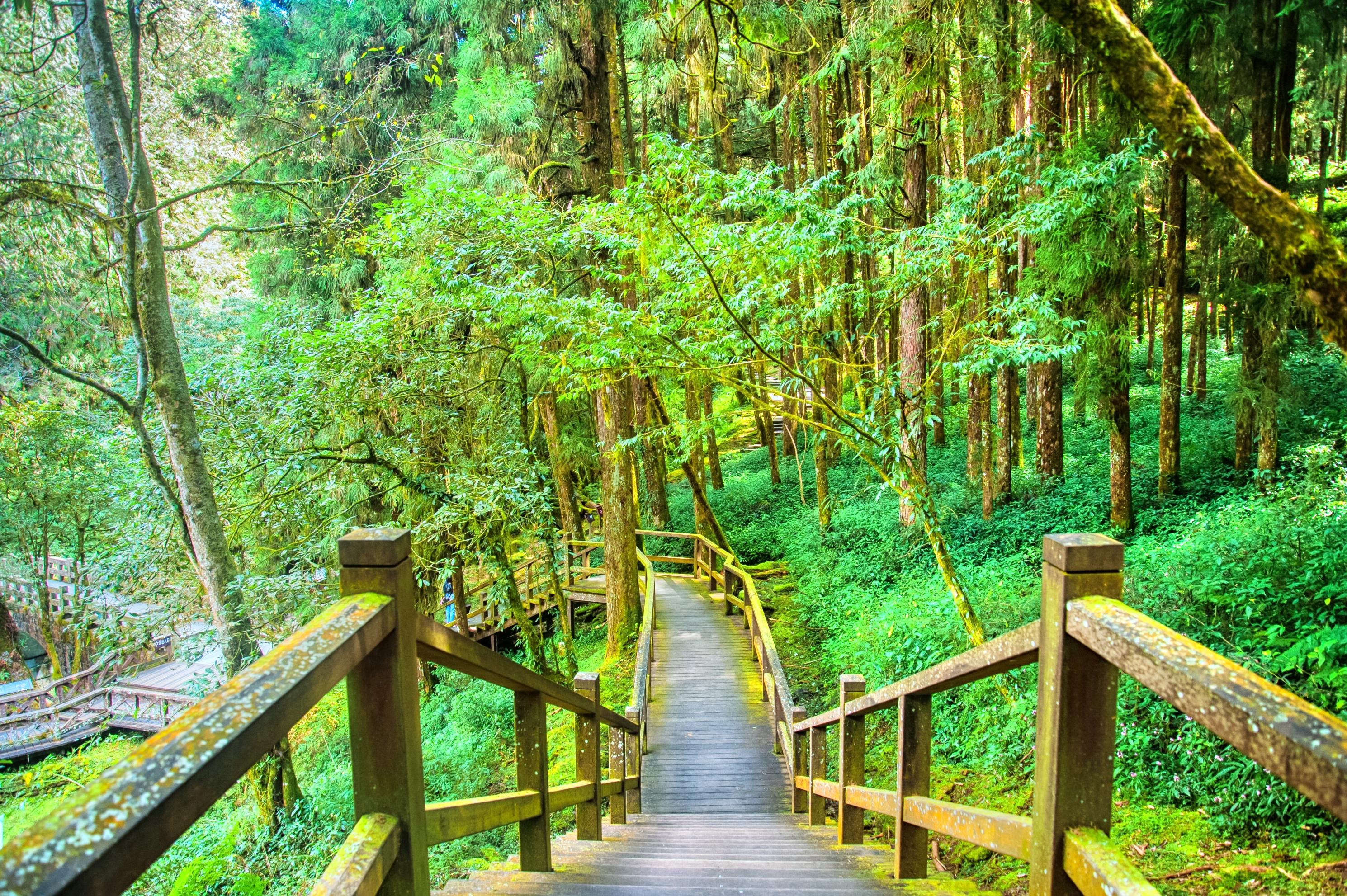 巨木群棧道旅遊攻略指南 巨木群棧道評論 巨木群棧道附近推薦 Trip Com 巨木群棧道旅遊攻略指南 巨木群棧道評論 巨木群棧道附近推薦 Trip Com