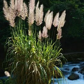 香草園
