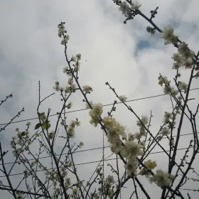 Lankeng Plum Garden, Dasha Town