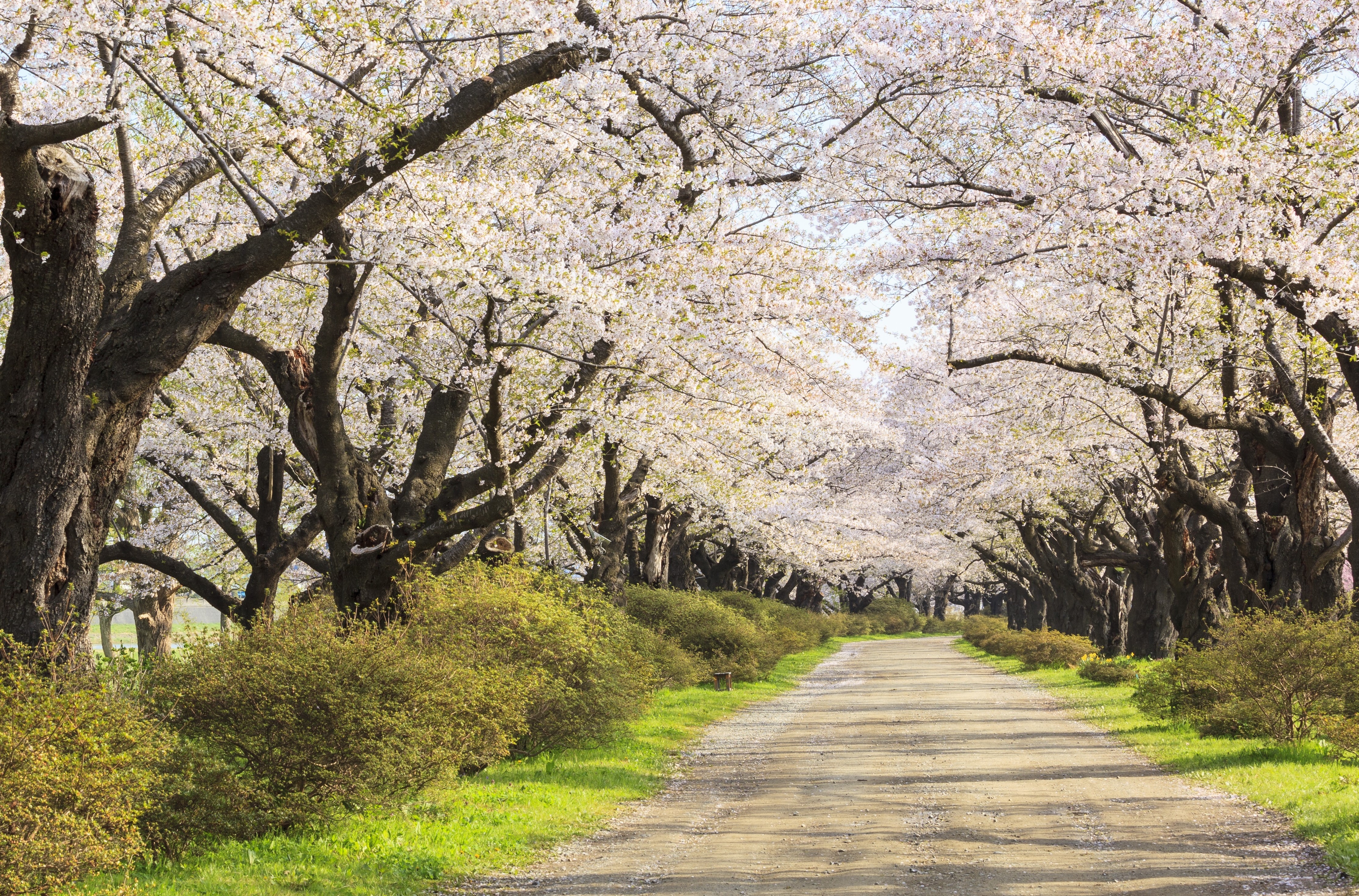 登別 登別桜並木 評判 案内 トリップドットコム