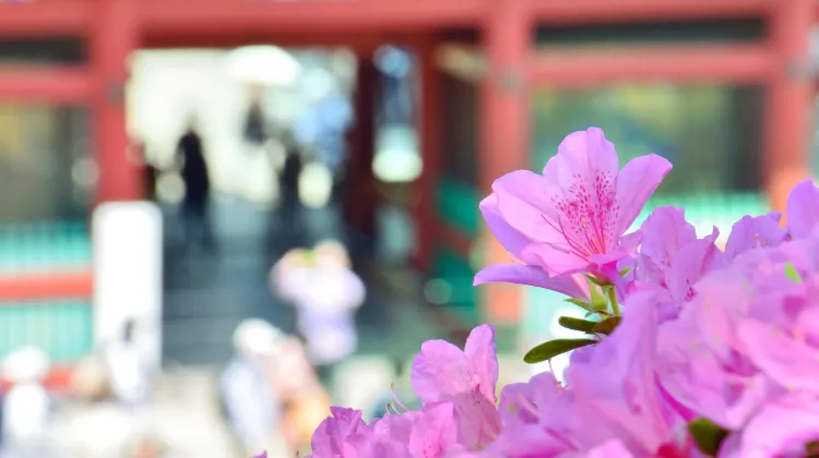 根津神社のレビュー 根津神社のチケット 根津神社の割引 根津神社の交通機関 所在地 営業時間 根津神社周辺の観光スポット ホテル グルメ Trip Com