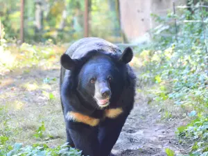 Bornean Sun Bear Conservation Centre