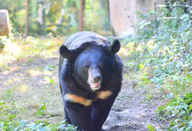 Bornean Sun Bear Conservation Centre Popular Attractions Photos