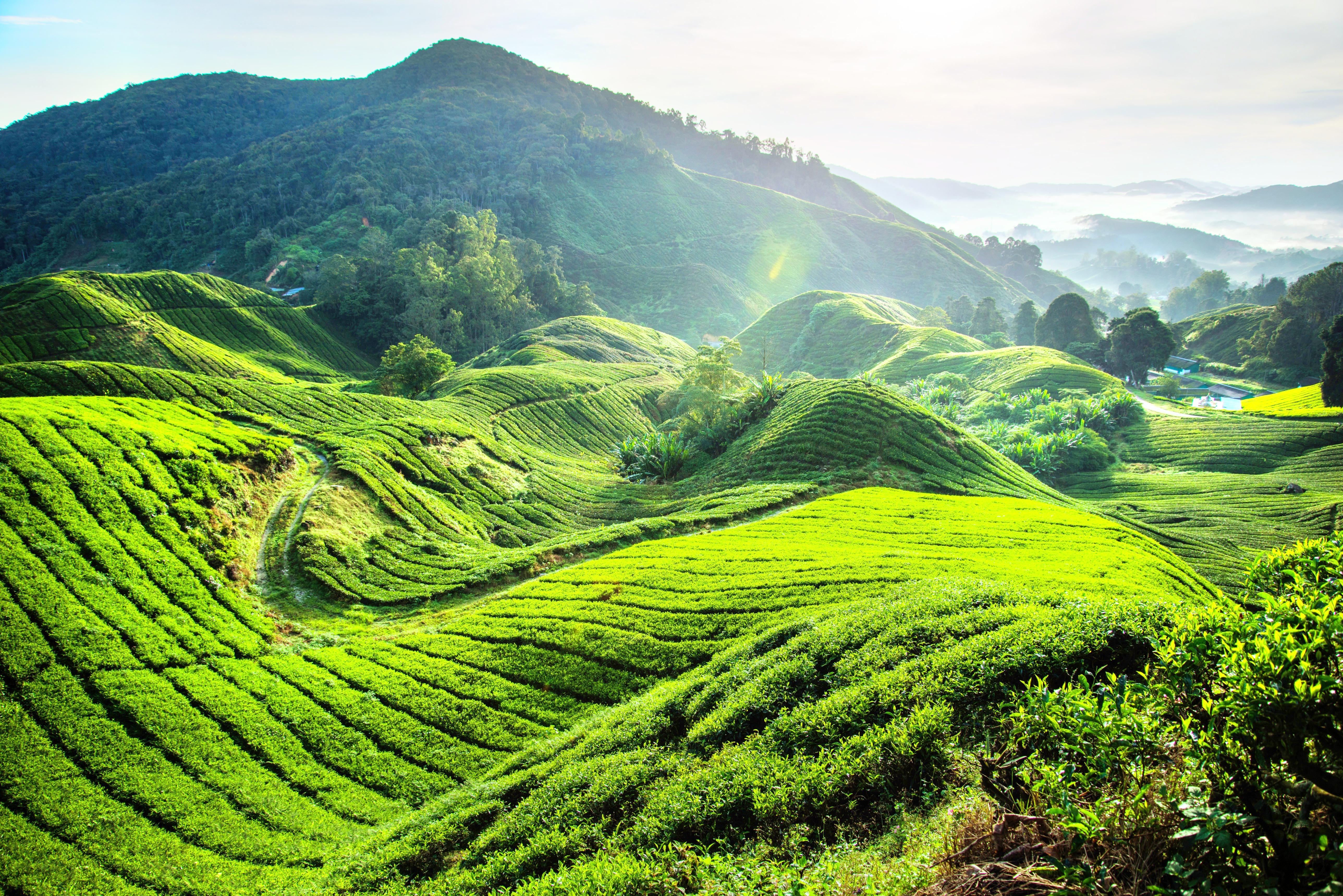 Latest travel itineraries for Boh Tea Estate Habu, Pahang. in July (updated  in 2023), Boh Tea Estate Habu, Pahang. reviews, Boh Tea Estate Habu,  Pahang. address and opening hours, popular attractions, hotels,