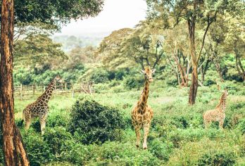 나이로비 국립공원 명소 인기 사진