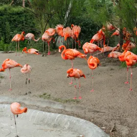 哥本哈根動物園