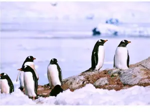 庫佛維爾島觀察企鵝