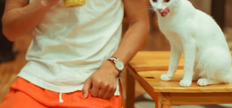 Cat N A Cup Cat Cafe 必吃推薦 清萊府清萊cat N A Cup Cat Cafe Trip Com