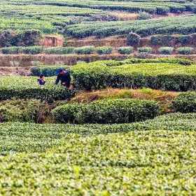 Hongcaoping Miles Sightseeing Tea Garden
