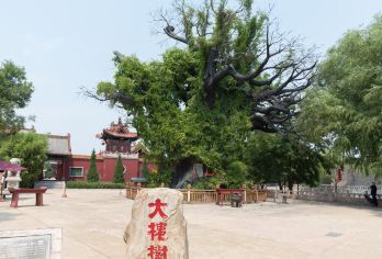 Hongdong Dahuaishu Ancestor Memorial Garden Popular Attractions Photos