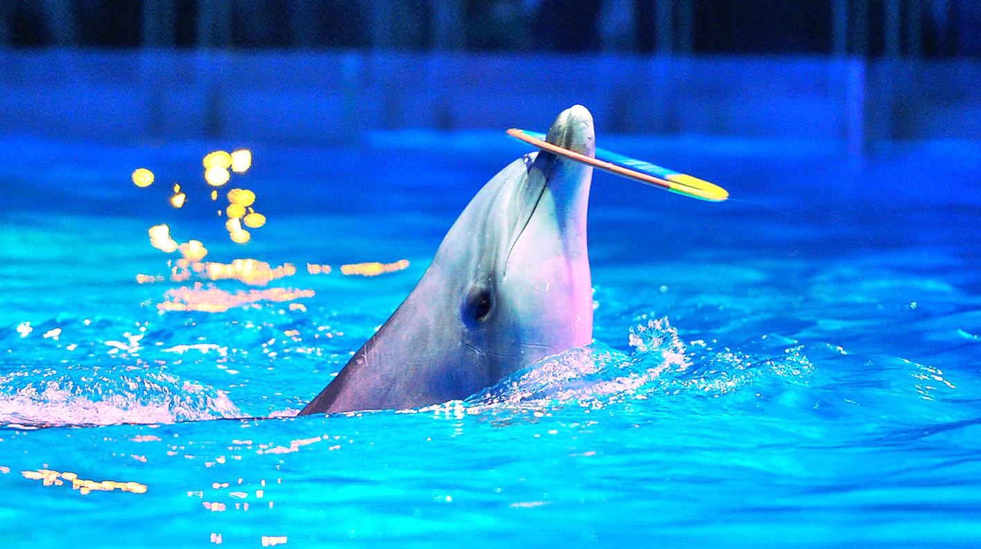 Dolphins play in water off Juno Beach