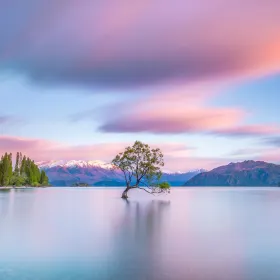 That Wanaka Tree