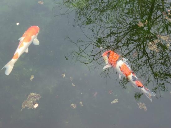 Sentul Park Koi Centre Travel Guidebook Must Visit Attractions In Kuala Lumpur Sentul Park Koi Centre Nearby Recommendation Trip Com