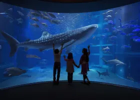 海遊館のレビュー 海遊館のチケット 海遊館の割引 海遊館の交通機関 所在地 営業時間 海遊館周辺の観光スポット ホテル グルメ Trip Com