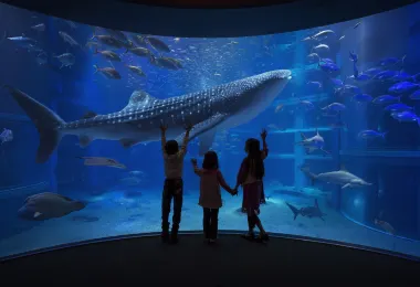Osaka Aquarium Kaiyukan Popular Attractions Photos