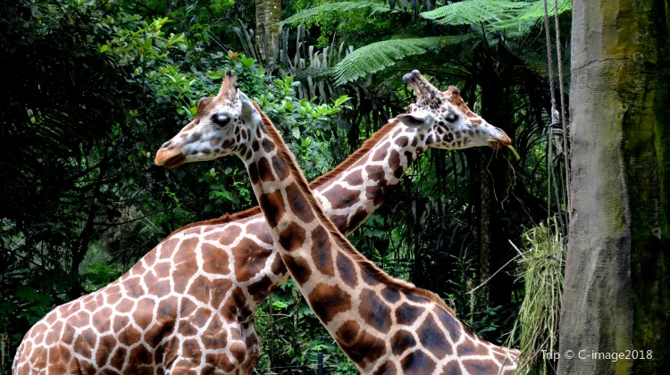 タマンサファリ動物園 インドネシア のレビュー タマンサファリ動物園 インドネシア のチケット タマンサファリ動物園 インドネシア の割引 タマンサファリ動物園 インドネシア の交通機関 所在地 営業時間 タマンサファリ動物園 インドネシア 周辺の