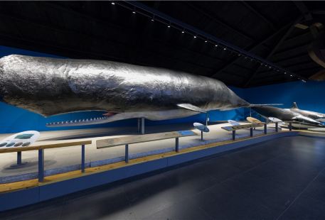 Whale Pavilion