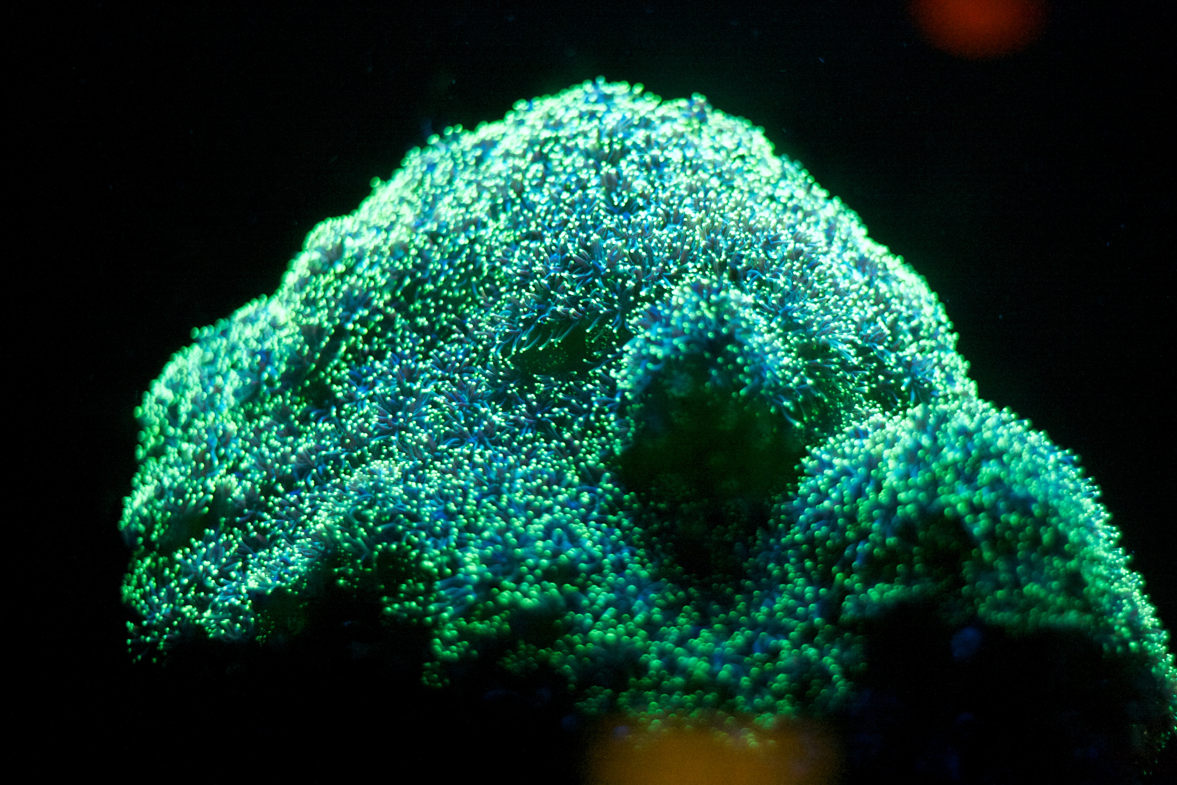 ラ ホーヤ スクリップス海洋学会 バーチ水族館 評判 案内 トリップドットコム ラ ホーヤ スクリップス海洋学会 バーチ水族館 評判 案内 トリップドットコム