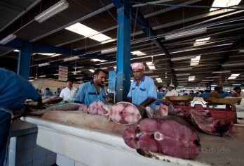 Dubai Fish Market 명소 인기 사진