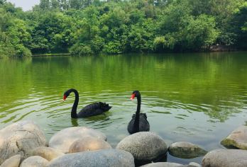 Swan Lake Popular Attractions Photos