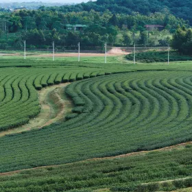 Boon Rawd Farm (Singha Park)
