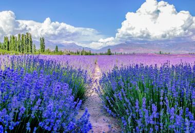 Huocheng Lavender Fields รูปภาพAttractionsยอดนิยม