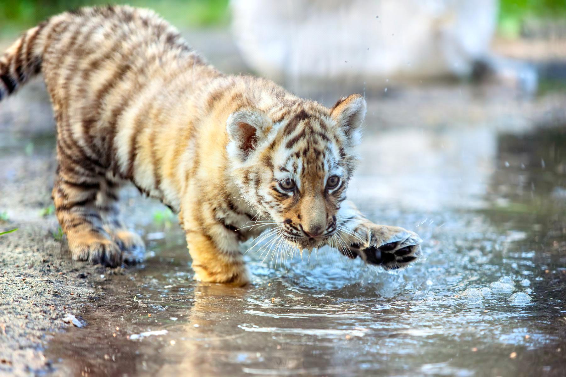 baby tigers playing in water