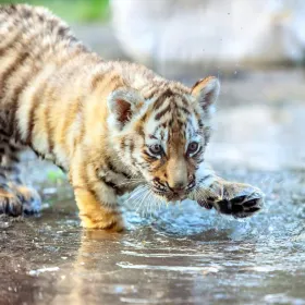 Chongqing Wildlife World