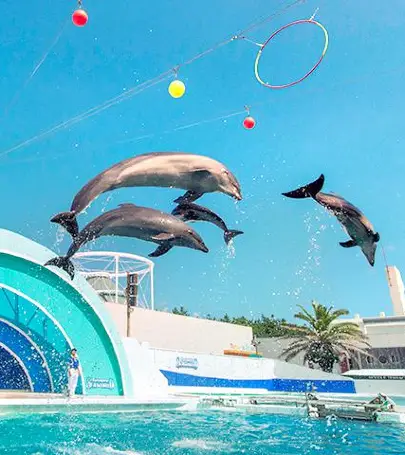 絶対に行くべき勝浦の観光スポット トリップドットコム