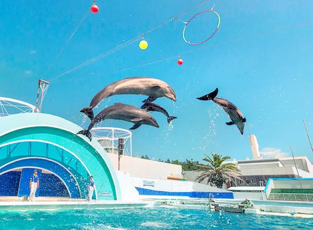 鴨川市 鴨川シーワールド 評判 案内 トリップドットコム