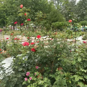 Chinese Rose Garden