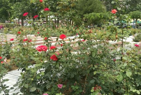 Chinese Rose Garden