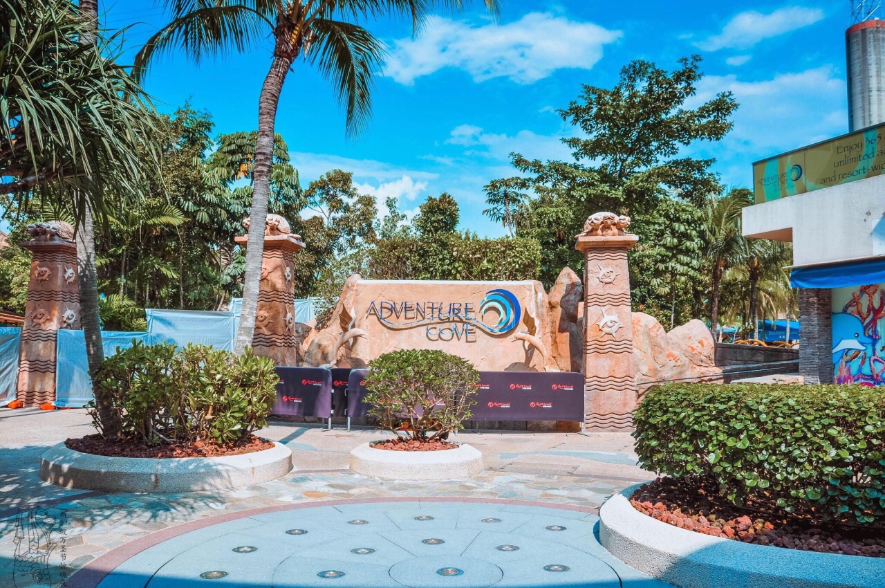 Dolphin Island Programs