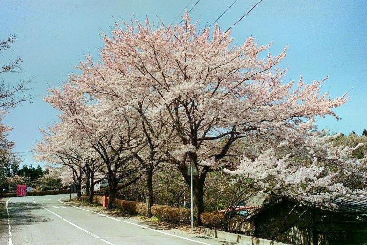 成田市櫻之山旅遊攻略指南 成田市櫻之山評論 成田市櫻之山附近推薦 Trip Com