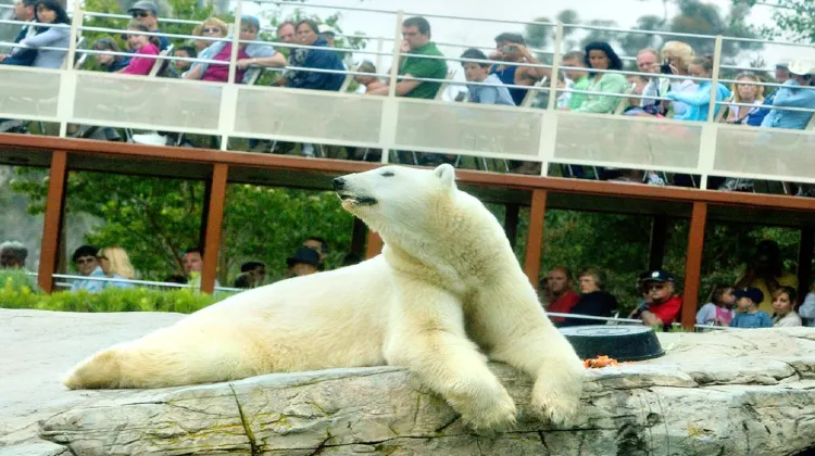 San Diego Zoo Travel Guidebook Must Visit Attractions In San Diego San Diego Zoo Nearby Recommendation Trip Com