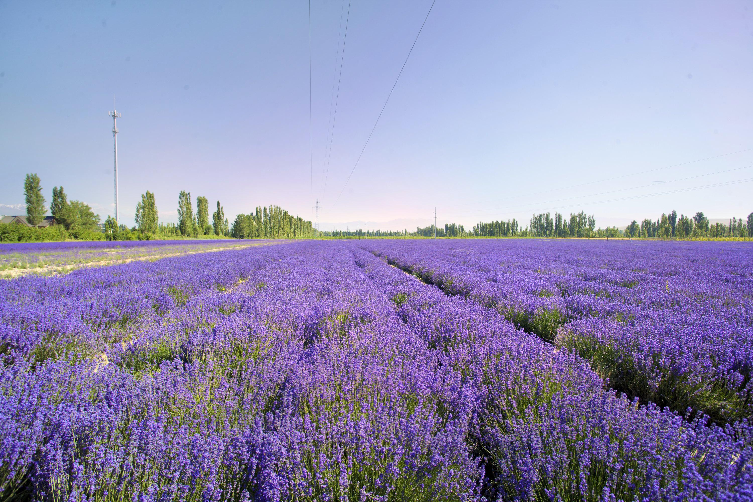 伊犁霍城薰衣草攻略,伊犁霍城薰衣草门票/游玩攻略/地址/图片/门票