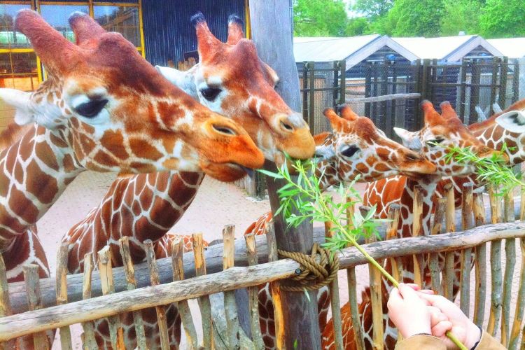 Odense Zoo Travel Guidebook Must Visit Attractions In Odense Odense Zoo Nearby Recommendation Trip Com