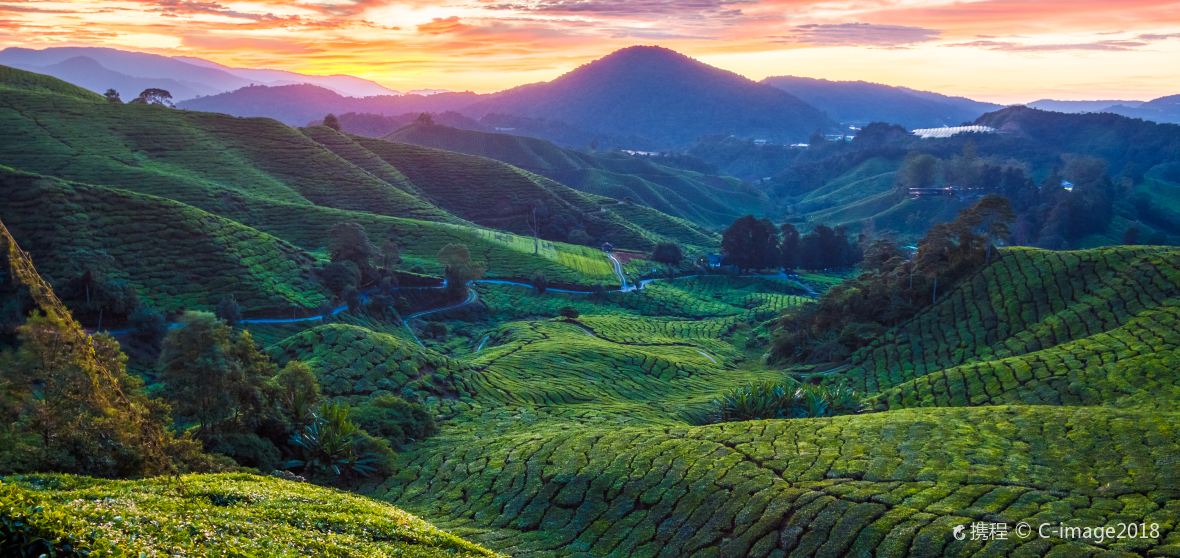 cameron highland to visit