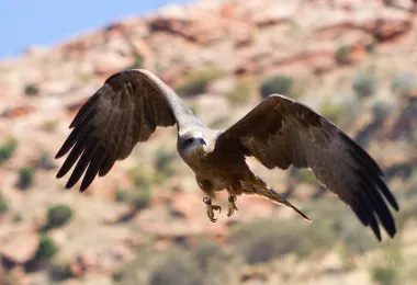 Alice Springs Desert Park รูปภาพAttractionsยอดนิยม