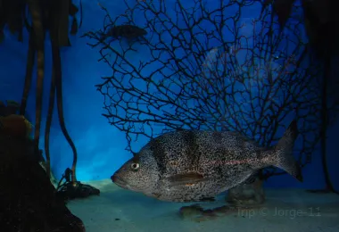 Two Oceans Aquarium รูปภาพAttractionsยอดนิยม