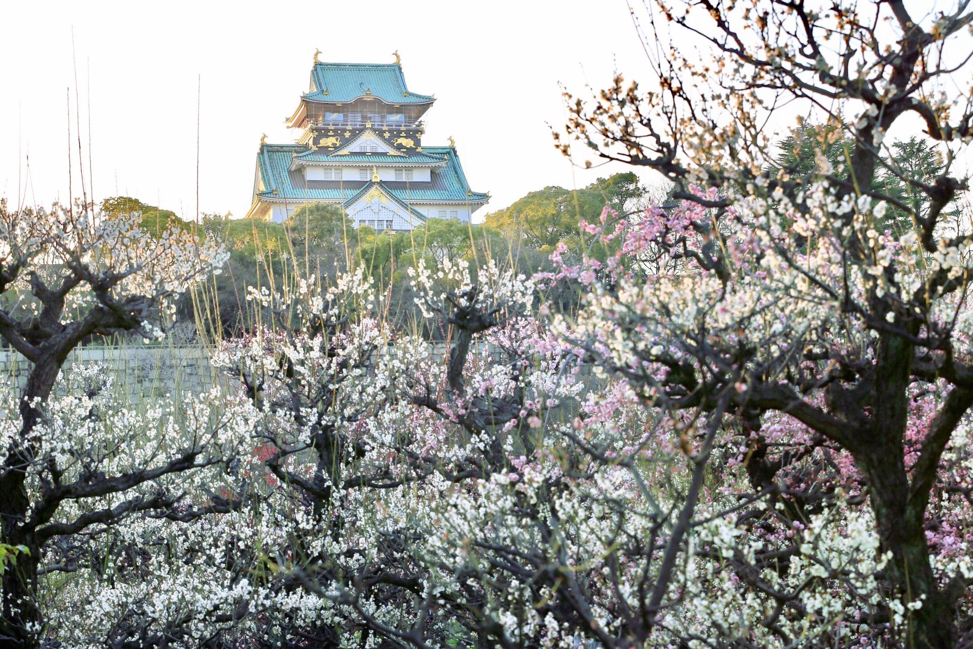 大阪城梅林景點評論 大阪城梅林門票 大阪城梅林優惠 大阪城梅林交通 地址 開放時間 大阪城梅林附近景點 飯店與美食 Trip Com