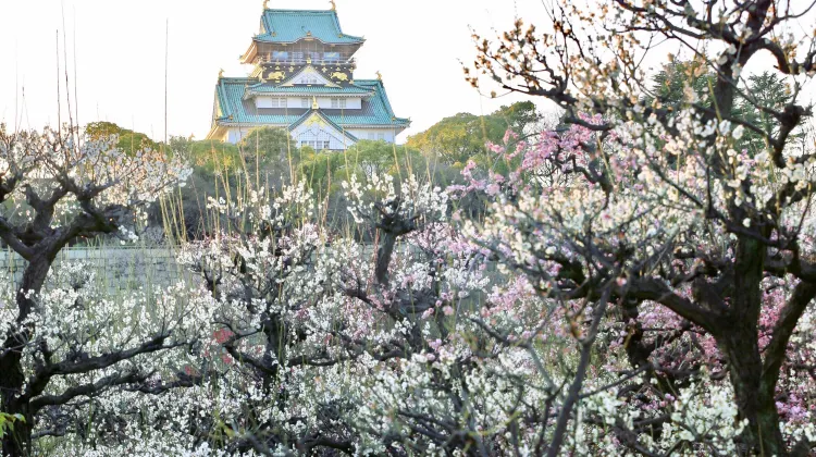 大阪城梅林景點評價 大阪城梅林門票 大阪城梅林優惠 大阪城梅林交通 地址 開放時間 大阪城梅林附近景點 酒店及美食 Trip Com