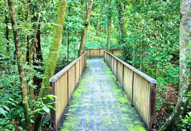 Daintree Rainforest Popular Attractions Photos