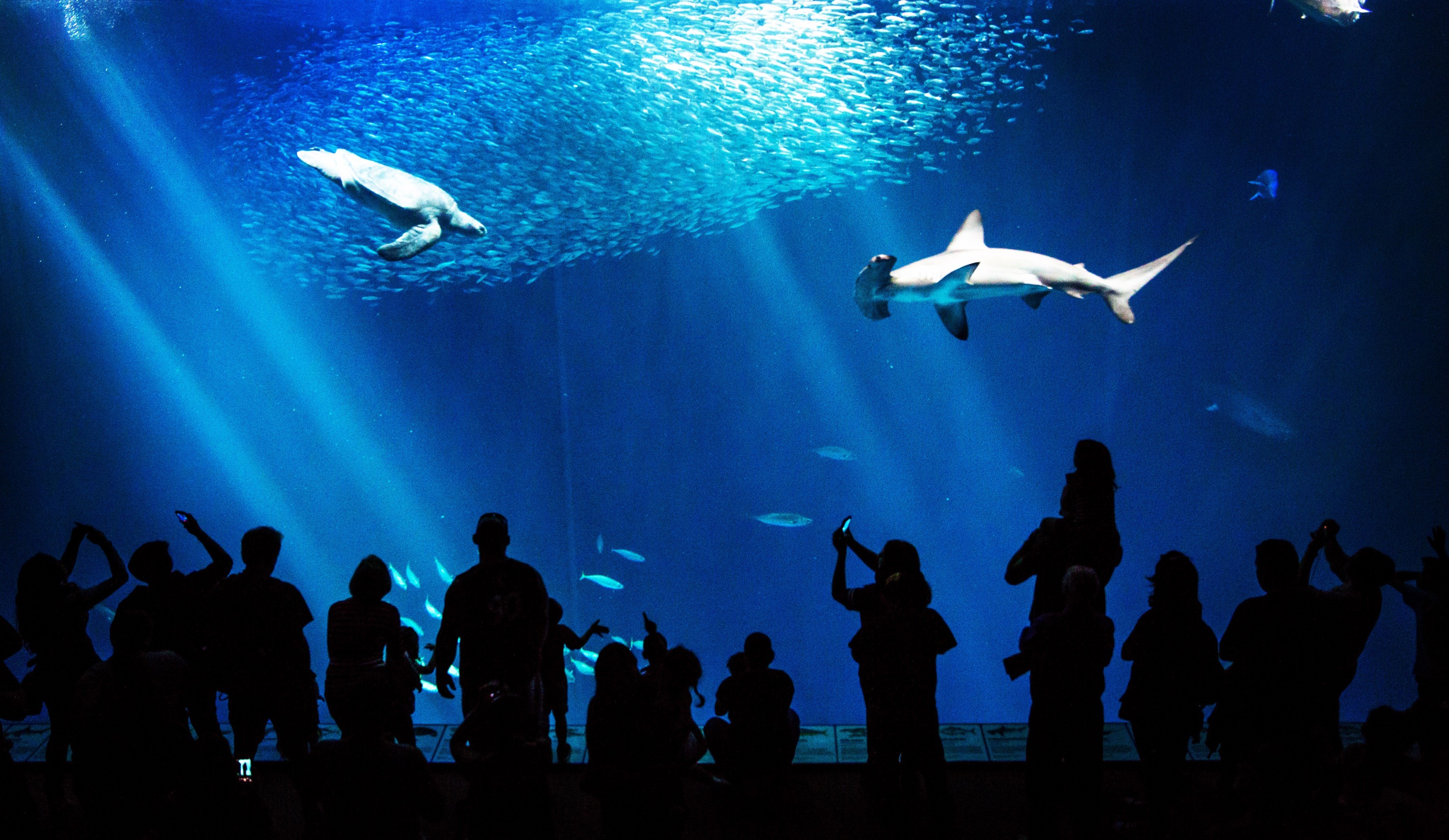 モントレー モントレーベイ水族館 評判 案内 トリップドットコム